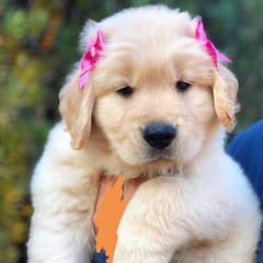 gold retriever puppies 03198435459