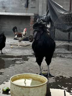 Breeder