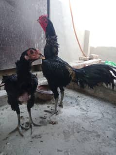 Thai Bird for sale