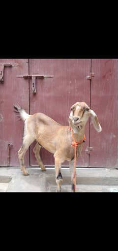 bakri 5 month age