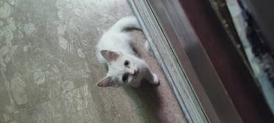 cats hobby
