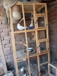 All Birds with cage for sale