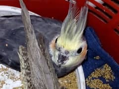 Parrot cocktail