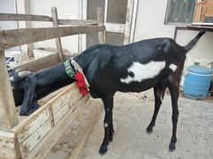 goats for sale 03213224201 what's app only