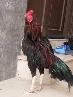 Aseel Murga