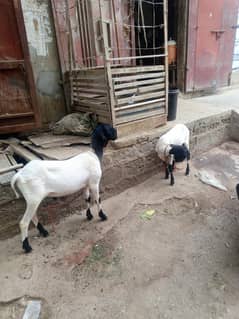 ladkana bread chatray