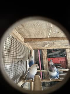 Blue phasnata complete pair or single piece blue opline
