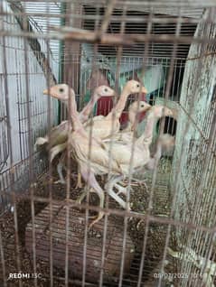 Aseel heera chick