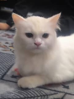 Persian Female Cat age one Year