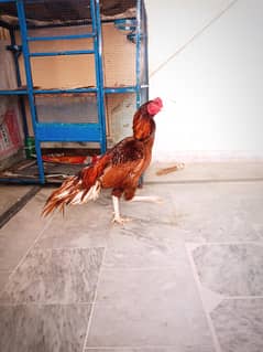 WhatsApp number03005158980 exchange Hira Pattaya ya breeder