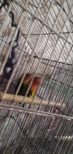 2.5 sal age ha full bareedar pair ha