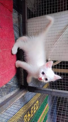 2 female kitten and 3 male kitten available