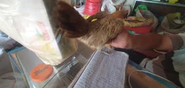 Fancy Hen
