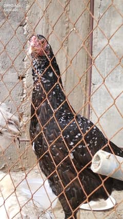 Aseel Pair & Chicks for Sale – Healthy & Homebred