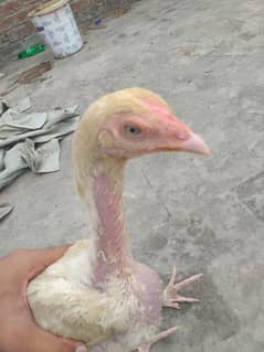 white heera aseel female for sale age 6 to 7 months