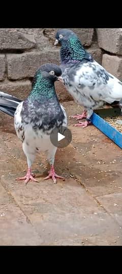 mahar pigeons