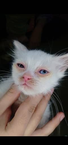 persian cat