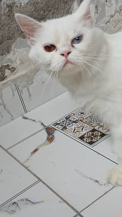 White Persian cat female