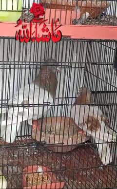 lucky kabotar kasad kabotar