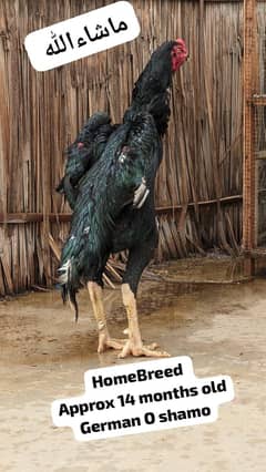 German O Shamo Top Notch pedigreed breed
