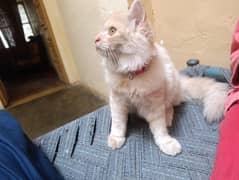 Persian Cat for sale triple coat