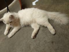 Persian Healthy & ACTIVE Cat