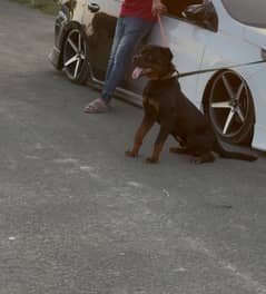 Rottweiler male Apple face non ped