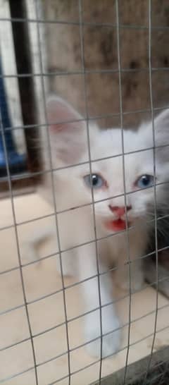 Doll Face Persian White Kittens for Sale – Healthy & Active