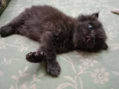 kitten