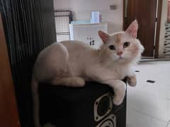 my male cate