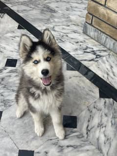 Siberian husky