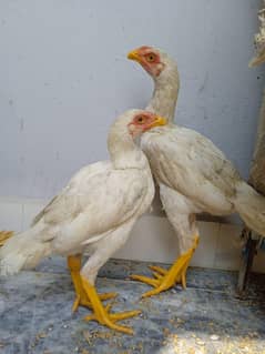 heera