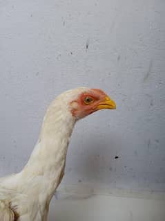 heera Aseel pair for sale