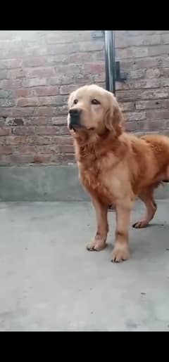 Golden