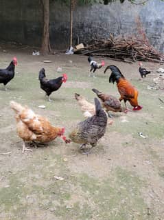 Desi austrolorpe hens for sale