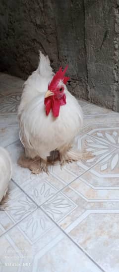 bantam