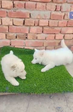 Russian dog for sale 4 month age WhatsApp No 03404057947