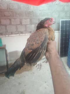sindhi aseel pila jawa