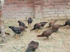 thai aseel bacha 03204627322