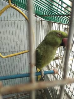 Talking parrot