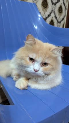 Russian male cat for sale vaccinated with cat food and all accessories
