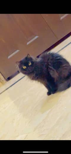 Persian female