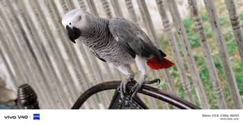 African grey