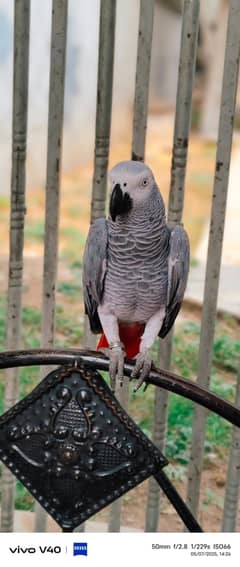 African grey parrot