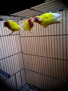 Love birds 3 piece