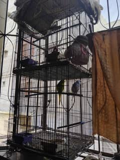 Bird Cage