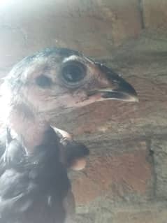 Thai aseel chick