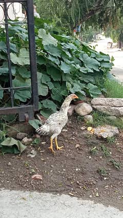 female hen for urgent sale