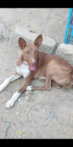 Dog