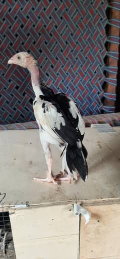 aseel chiks